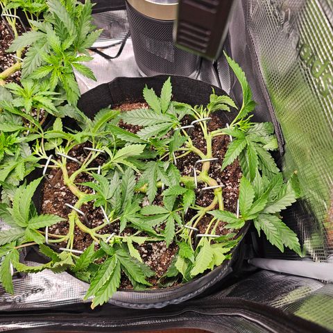 Durban Poison #1 growlog timeline photo