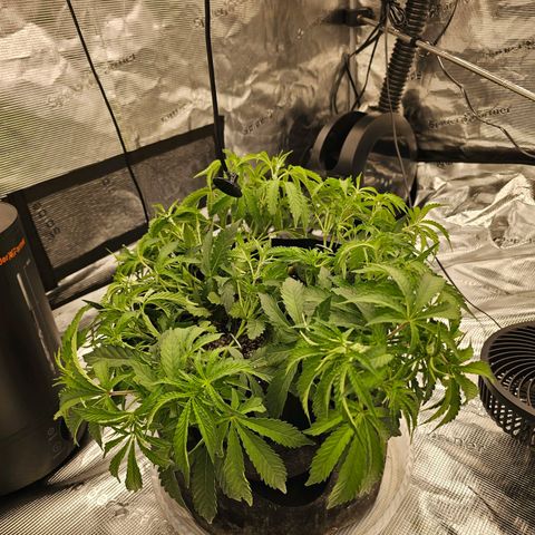 Durban Poison #1 growlog photo: Day 2 since watering and they still look a bit droopy.