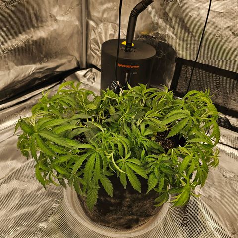 Durban Poison #1 growlog photo: Day 2 since watering and they still look a bit droopy.