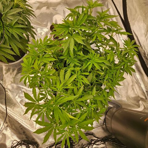 Durban Poison #1 growlog photo: Before 
