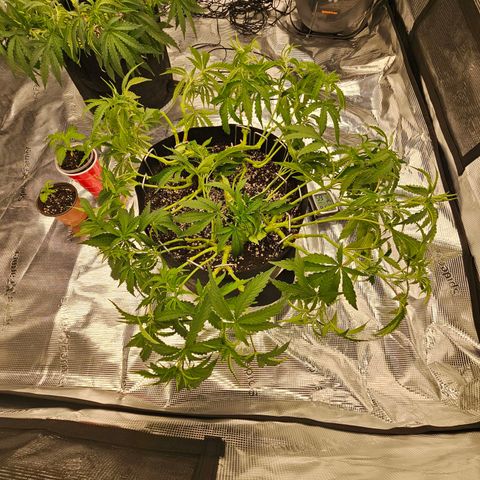 Durban Poison #1 growlog photo: After