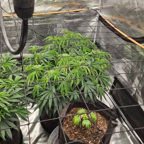 Durban Poison #1 growlog timeline photo
