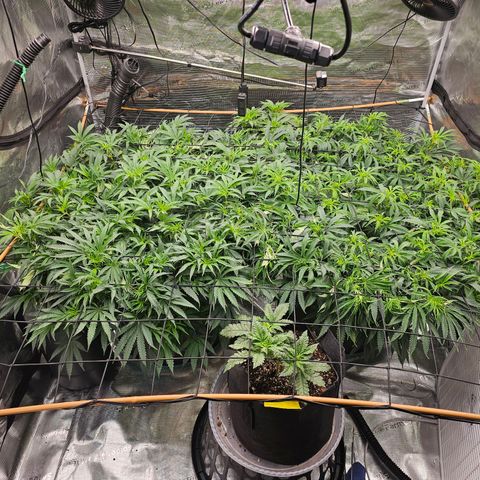 Durban Poison #1 growlog timeline photo