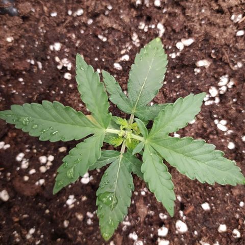 RR toinen growlog timeline photo
