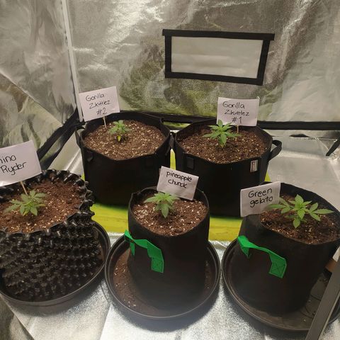 RR toinen growlog timeline photo