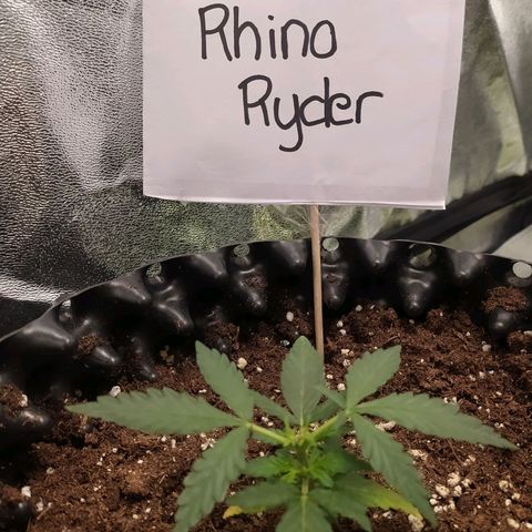 RR toinen growlog timeline photo
