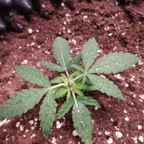 RR toinen growlog timeline photo