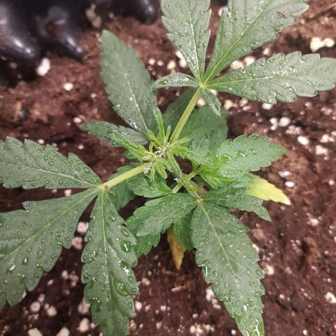 RR toinen growlog timeline photo