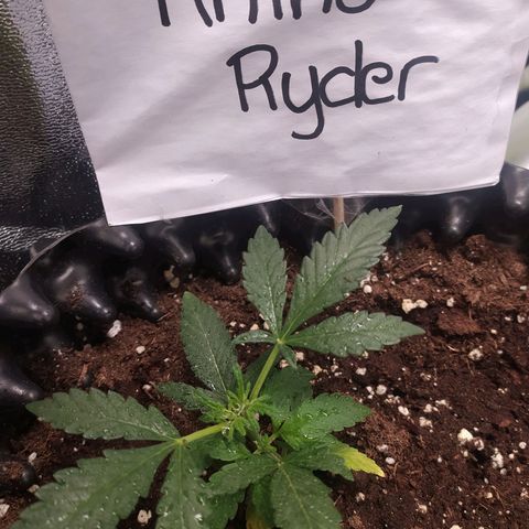 RR toinen growlog timeline photo