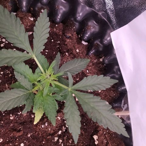 RR toinen growlog timeline photo