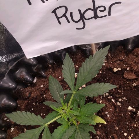 RR toinen growlog timeline photo