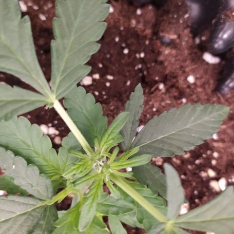 RR toinen growlog timeline photo