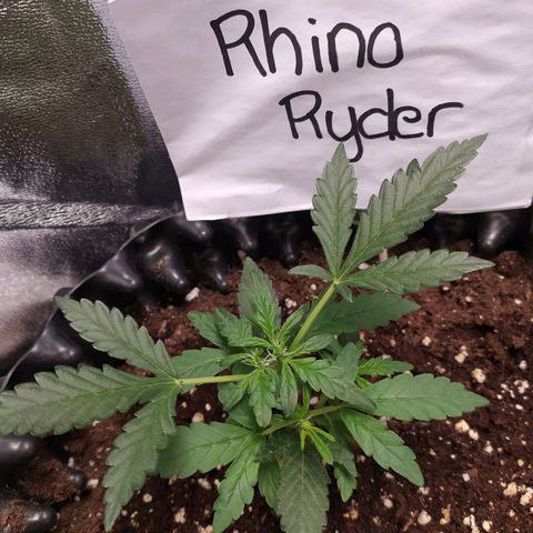 RR toinen growlog timeline photo