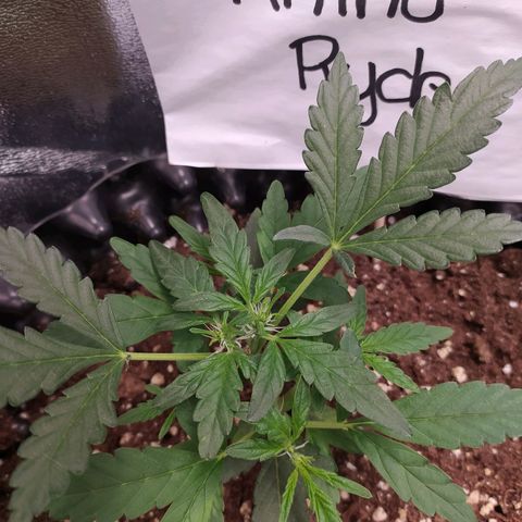 RR toinen growlog timeline photo