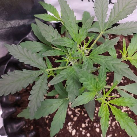 RR toinen growlog timeline photo