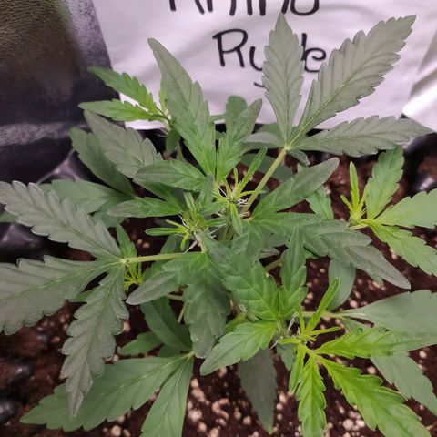 RR toinen growlog timeline photo
