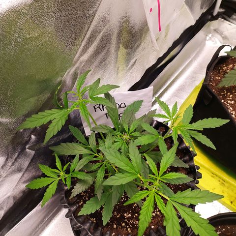 RR toinen growlog timeline photo