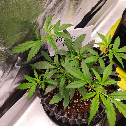 RR toinen growlog timeline photo