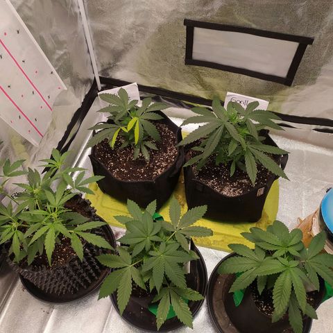 RR toinen growlog timeline photo