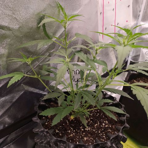 RR toinen growlog timeline photo