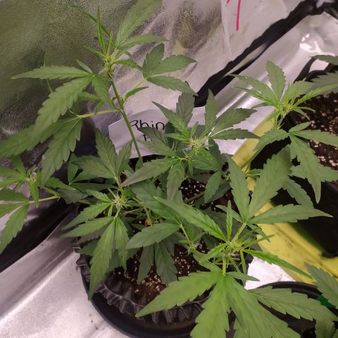 RR toinen growlog timeline photo