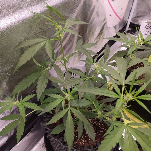 RR toinen growlog timeline photo