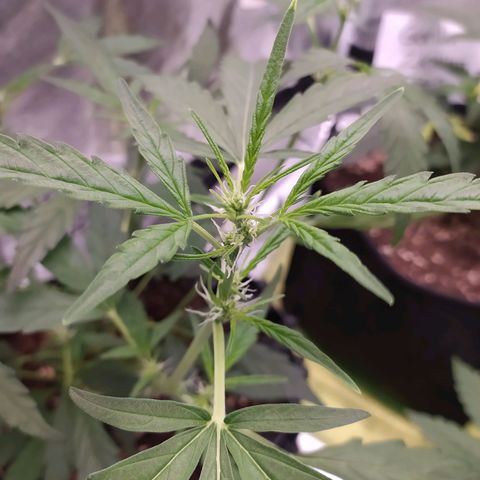 RR toinen growlog timeline photo