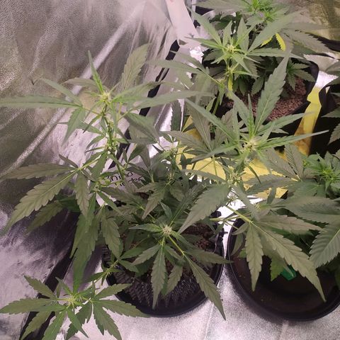 RR toinen growlog timeline photo