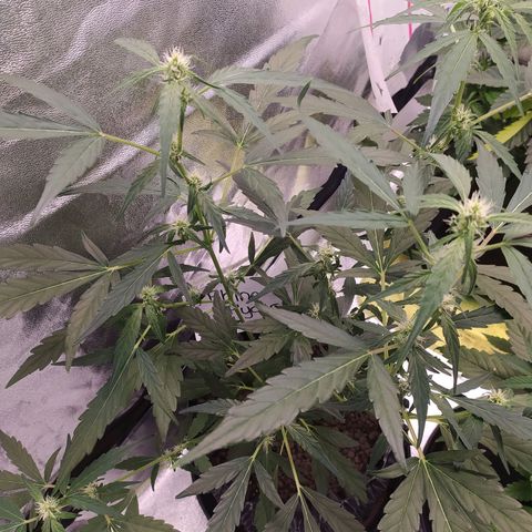 RR toinen growlog timeline photo