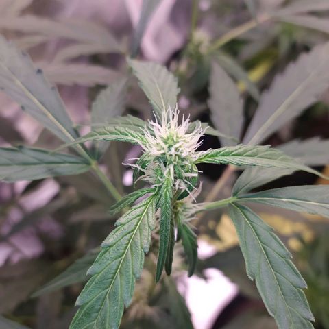 RR toinen growlog timeline photo