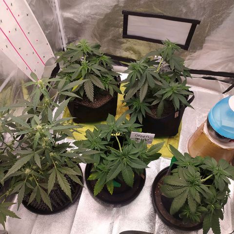 RR toinen growlog timeline photo