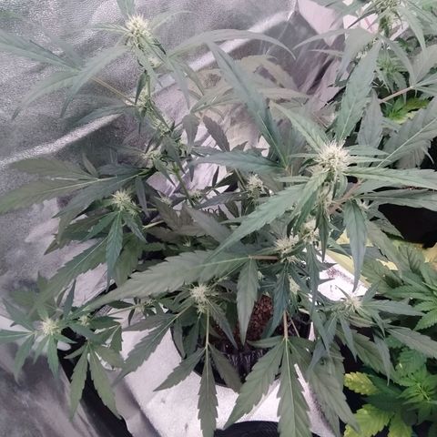 RR toinen growlog timeline photo