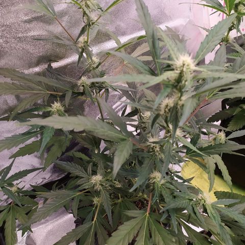 RR toinen growlog timeline photo