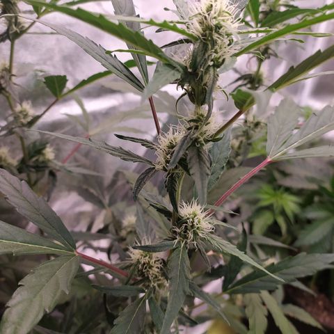 RR toinen growlog timeline photo