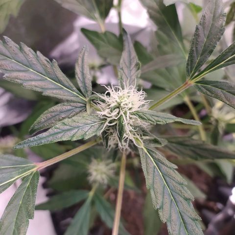 RR toinen growlog timeline photo
