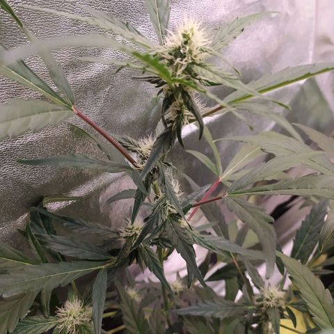 RR toinen growlog timeline photo