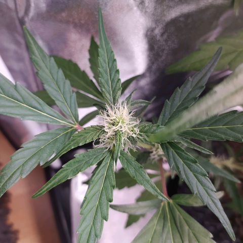 RR toinen growlog timeline photo