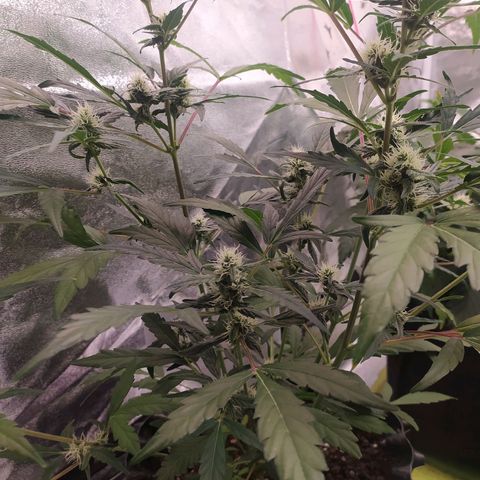 RR toinen growlog timeline photo