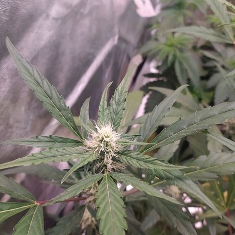 RR toinen growlog timeline photo