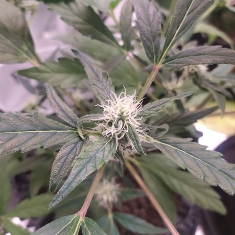 RR toinen growlog timeline photo