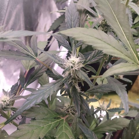 RR toinen growlog timeline photo