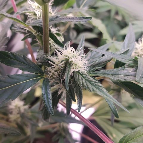 RR toinen growlog timeline photo