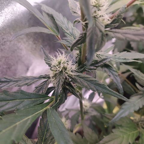 RR toinen growlog timeline photo