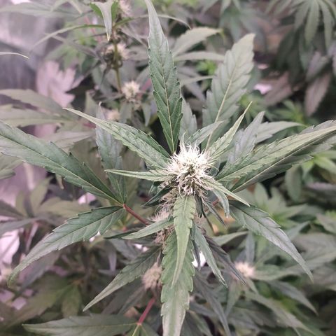 RR toinen growlog timeline photo