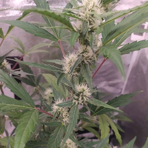 RR toinen growlog timeline photo