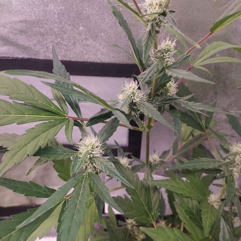 RR toinen growlog timeline photo