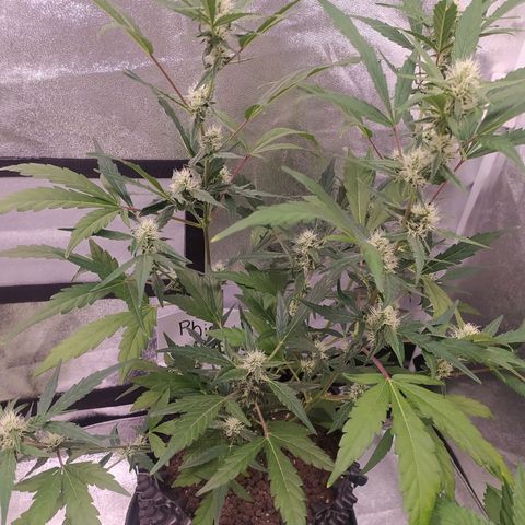 RR toinen growlog timeline photo