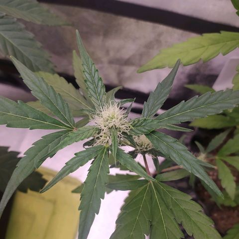 RR toinen growlog timeline photo