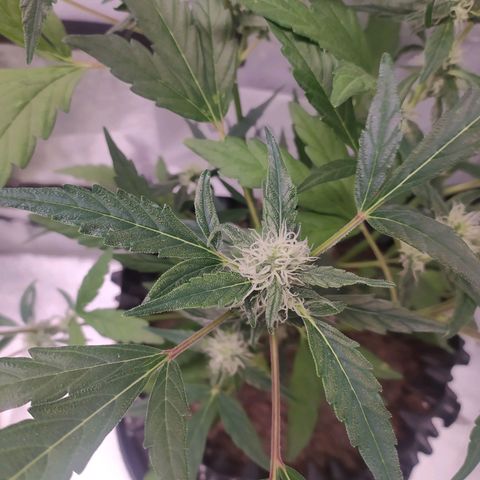 RR toinen growlog timeline photo