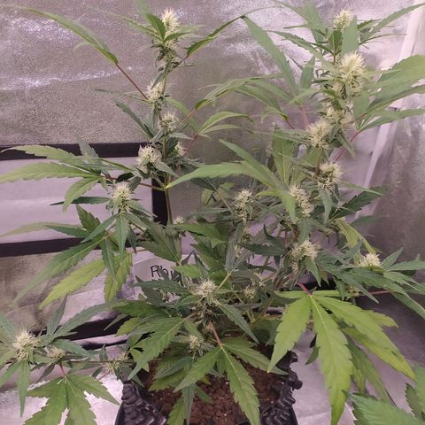 RR toinen growlog timeline photo
